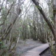 The magical forest at Lago Puelo