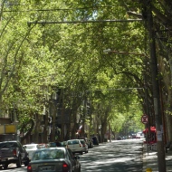 Tree lined avenues in Mendoza