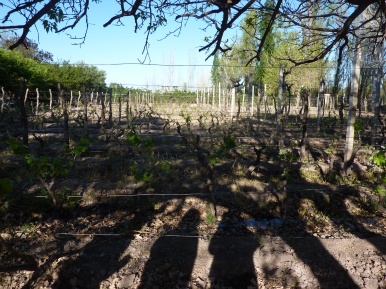 Private tour: shadows in the vineyards