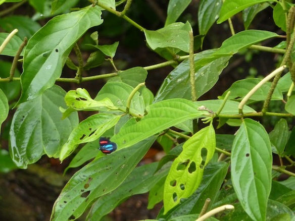 Iguazu-butterfly